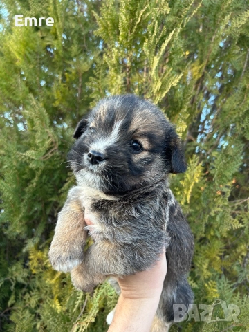 Обикновени Болонки, снимка 6 - Болонка - 52849550