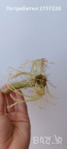 Brugmansia suaveolens , снимка 4 - Стайни растения - 46427276