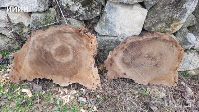 Шайби от орех, снимка 11 - Декорация за дома - 52158289