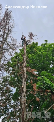 озеленяване рязане на високи дървета чистене на градини оформяне на жива плет , снимка 8 - Строителни работници - 53126101