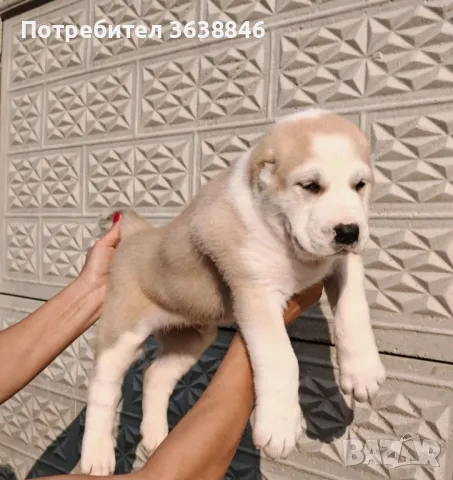 Средноазиатска овчарса САО, снимка 3 - Алабай - 50204728