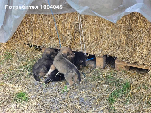 Подарявам кученце, снимка 2 - Померан - 54159903