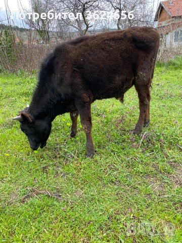 продавам две телета , снимка 2 - Крави - 54026503