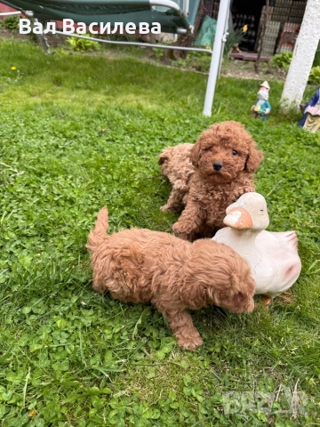 Той пудел / Toy poodle, снимка 3 - Пудели - 54183822