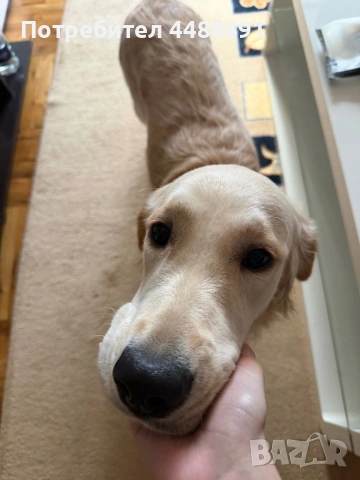 Голдън ретривър на 10 месеца, снимка 2 - Голдън ретривър - 53990312