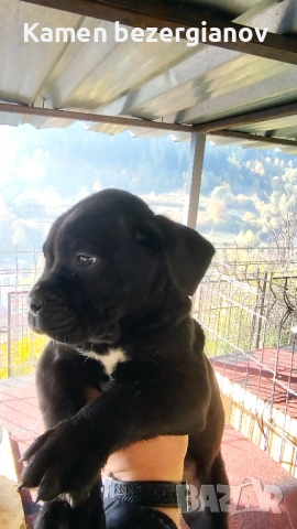 Кане Корсо , снимка 8 - Кане корсо - 52342406