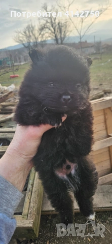 Мини Померанчета момчета , снимка 14 - Померан - 53836470