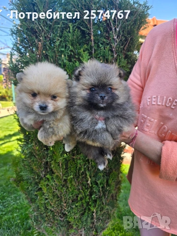 Померани , снимка 4 - Померан - 54097931