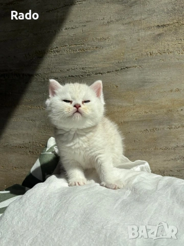 Клепоухи сребърни чинчили, снимка 13 - Чинчили - 54220677