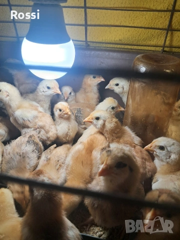 Дворни пиленца и от сини яйца, снимка 8 - Кокошки и пуйки - 53276186