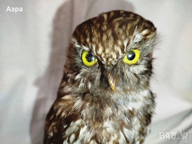 Препарирана сола (Бухал), снимка 16 - други­ - 53656912