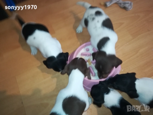 ДЖАК РЪСЕЛ-250ЛВ ЗА КУЧЕНЦЕ 1909250859, снимка 10 - Джак ръсел териер - 51764637