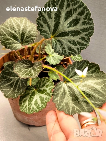 Саксифрага, студоустойчива , снимка 2 - Стайни растения - 53611700