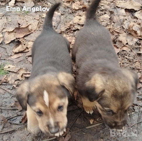 подарявам малки кученца, снимка 3 - Други - 52976296