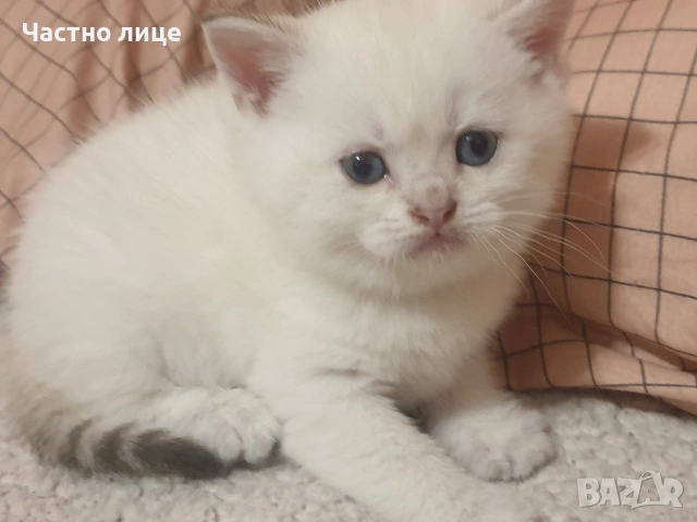 Шотландчета златна чинчила