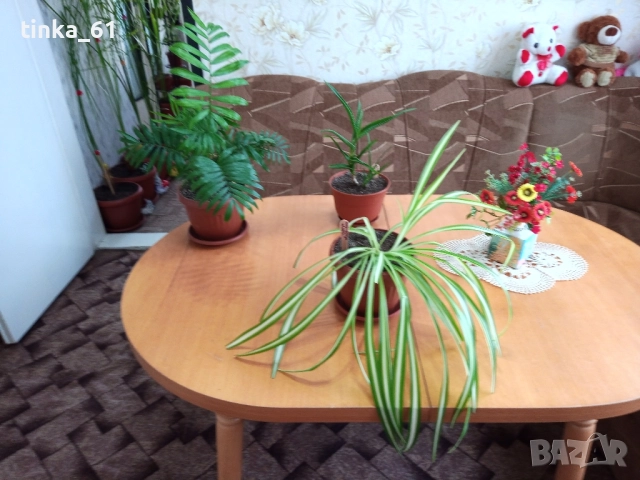 Стайни цветя -3 броя