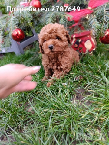 Той пудел момче, снимка 2 - Пудели - 52712284