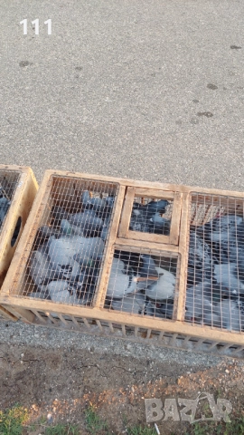 Млади спортни Гълъби , снимка 4 - Гълъби - 52268855