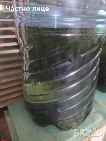 Явански мъх за Аквариум , снимка 5 - Аквариуми - 51860518