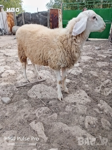 селскостопански животни , снимка 1