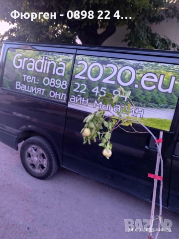 Хинап - Финап, снимка 13 - Разсади - 37713586