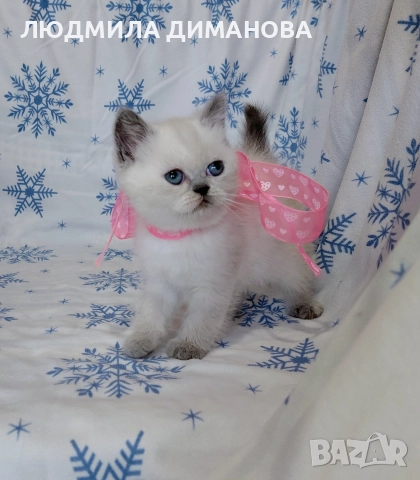 Персийско екзотично момиче. 