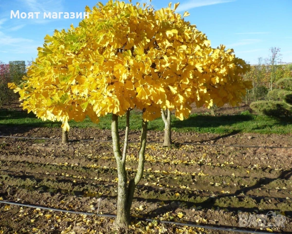 Гинко Билоба, снимка 5 - Градински цветя и растения - 53631956