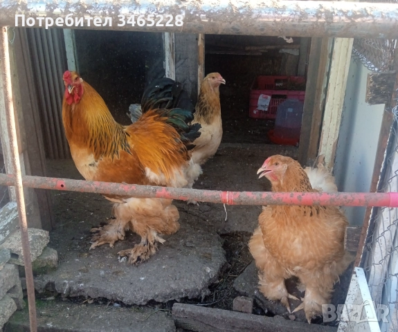 Пиленца Брама , снимка 2 - Кокошки и пуйки - 52882666