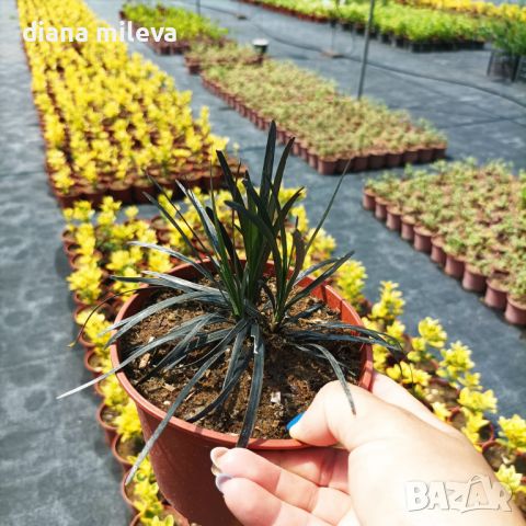 Черен Офиопогон, Ophiopogon black, студоустойчив!!, снимка 8 - Градински цветя и растения - 46103753