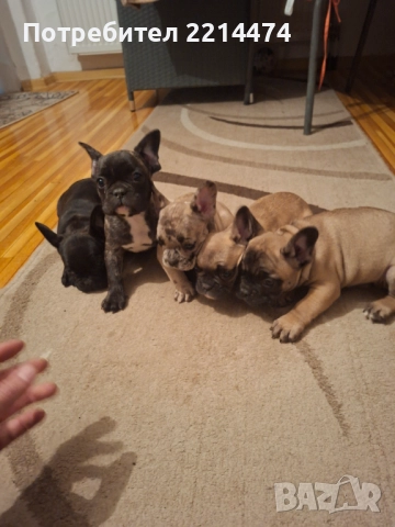 Френски булдочета, снимка 7 - Френски булдог - 52877847