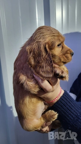 Продавам кокер шпаньоли, снимка 3 - Кокер шпаньол - 53789078