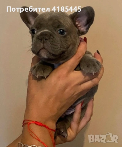 Френски булдог - МЪЖКО