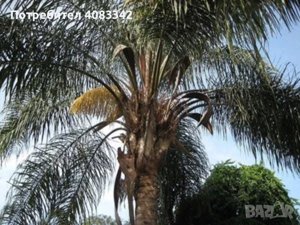 Кокосова Палма, снимка 2 - Градински цветя и растения - 50495088