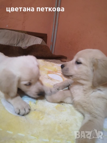 Лабрадор ретривър , снимка 4 - Лабрадор ретривър - 53220479