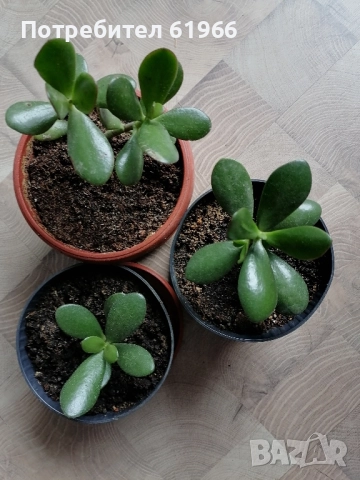 Дървото на живота ! 