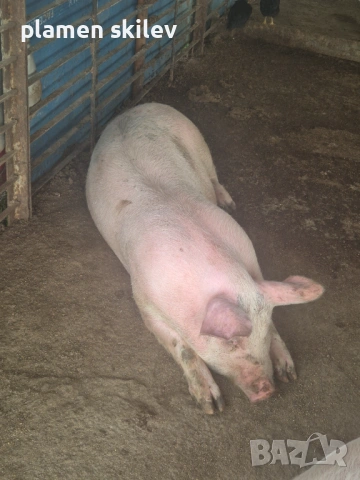 Прасета, снимка 3 - Прасета - 54232188