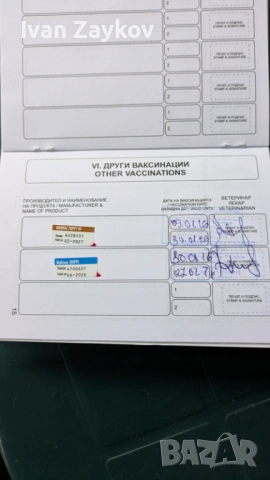 Продавам мини йорки ,черни перли - две момчета., снимка 2 - Йоркширски териер - 53384251