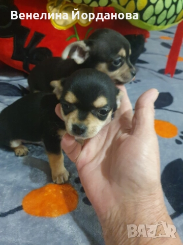 Мини чихуахуа две момченца, снимка 7 - Чихуахуа - 52267825