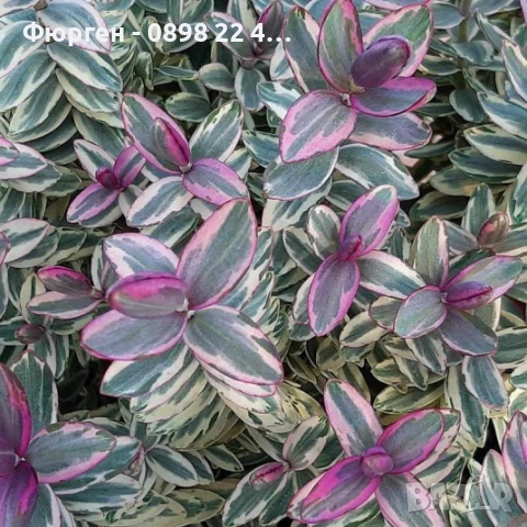 Хебе Триколор, снимка 2 - Разсади - 51618289