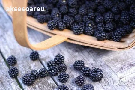 Висококачествени нови семена от хранителна Къпина без бодли Rubus rusticanus 50+ семена антиоксидант, снимка 10 - Сортови семена и луковици - 49258762