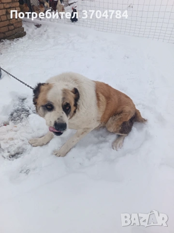 Продавам Сао алабай , снимка 5 - Алабай - 53312931