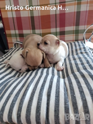 мини чихуахуа, снимка 10 - Чихуахуа - 54158024