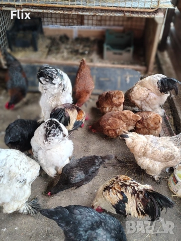 разплодни яйца , снимка 4 - Кокошки и пуйки - 54055847