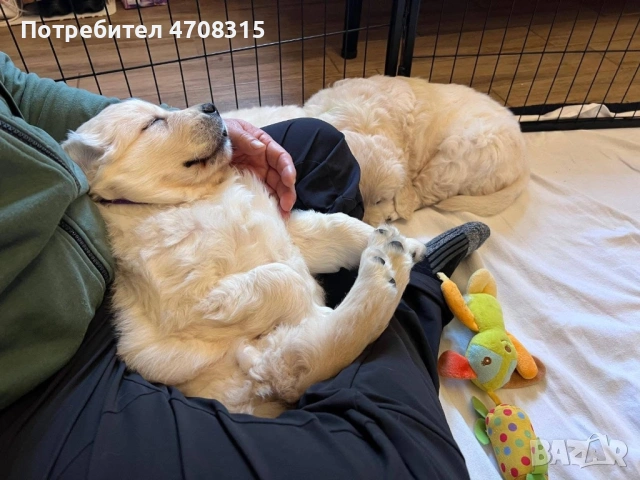 Голдън ретривър момче родословен баща ваксина, снимка 3 - Голдън ретривър - 53094906