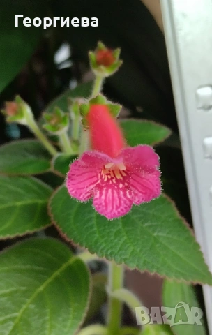 комплект колерия и ахименес , снимка 2 - Градински цветя и растения - 53498563