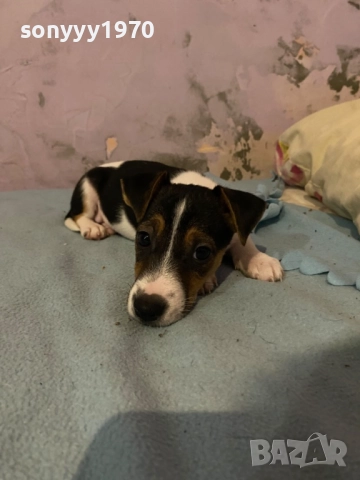 ДЖАК РЪСЕЛ 250ЛВ ЗА КУТРЕ С ВАКСИНА И ПАСПОРТ 1510250824, снимка 5 - Джак ръсел териер - 52059298