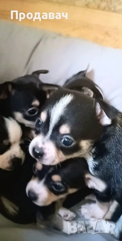 Чихуахуа , снимка 3 - Чихуахуа - 52887091