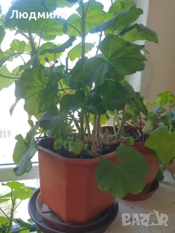 Мушкато,дърво на живота,Шефлера  и др.растения готови за декорация и подарък, снимка 15 - Декорация за дома - 48567968