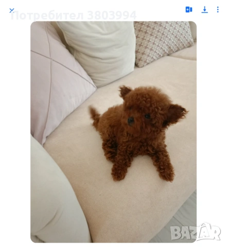  Той /Тий къп момиченце пуделче , снимка 2 - Пудели - 53708110