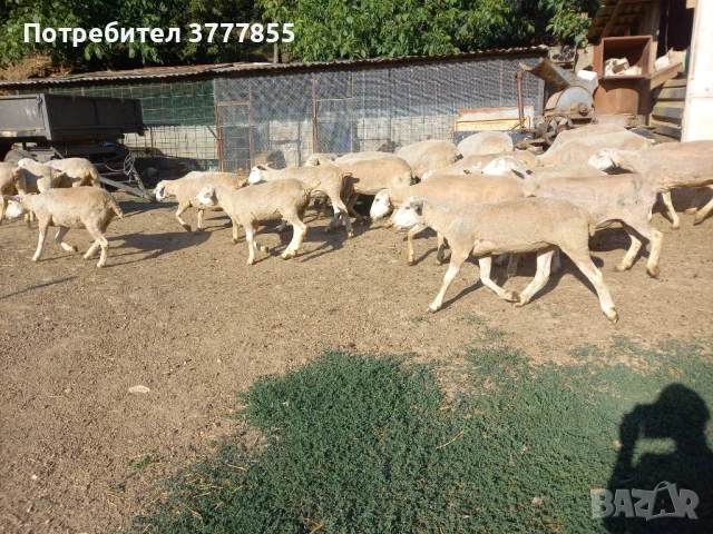 Стадо овце - Скоро раждат !, снимка 9 - Овце - 50899413